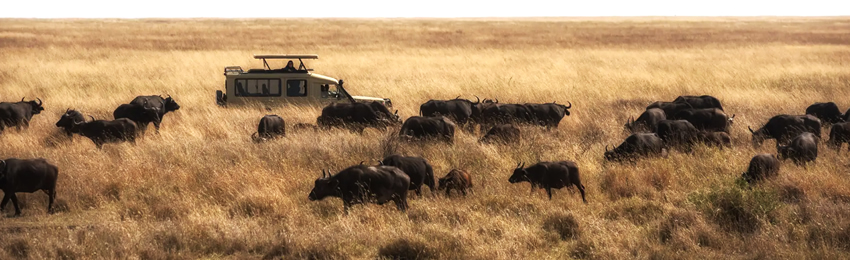 3 Days 2 Nights Masai Mara Jeep Safari