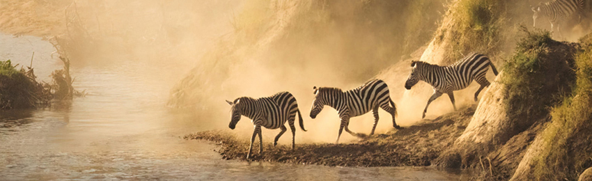 3 Days 2 Nights Masai Mara Jeep Safari