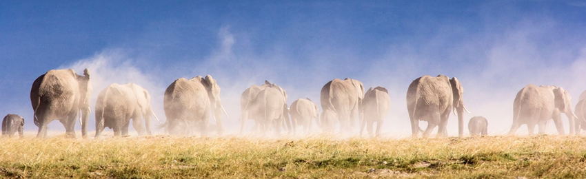 3 Days Amboseli 4x4 Jeep Safari