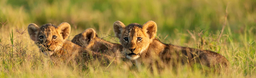 3 Days Amboseli 4x4 Jeep Safari