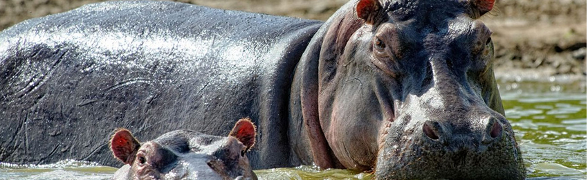 3 Days Amboseli 4x4 Jeep Safari