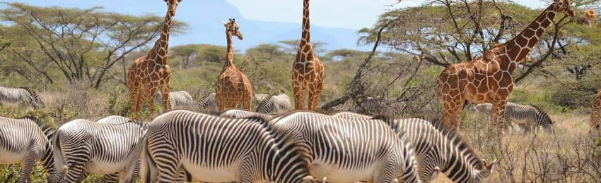 3 Days Samburu National Park Flying Safari