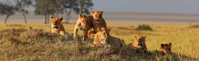 4-Days Masai Mara & L Nakuru Group Joining Safari
