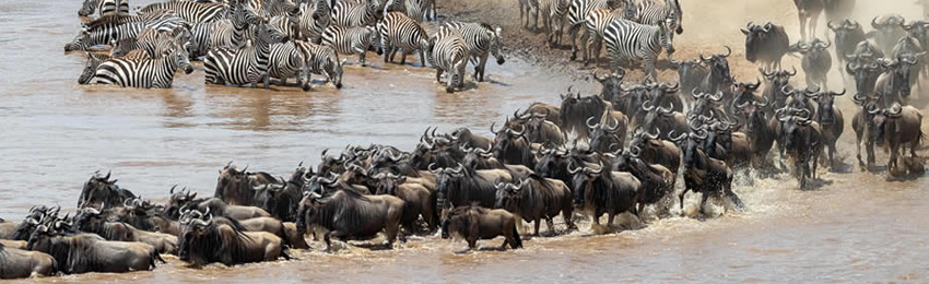 4-Days Masai Mara & L Nakuru Group Joining Safari