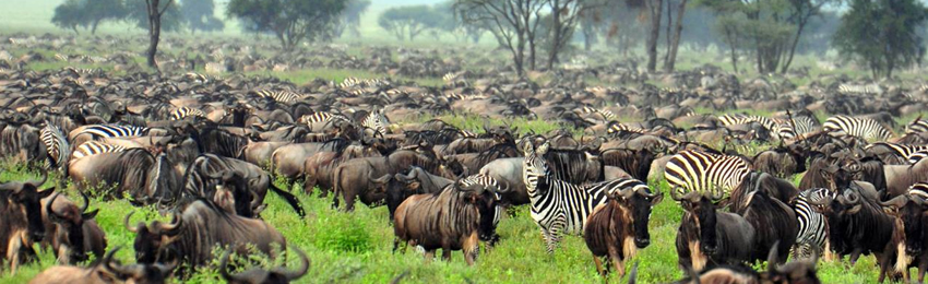 4-Days Masai Mara & L Nakuru Group Joining Safari