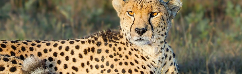 5 Days, 4 Nights Samburu, Solio Conservancy and Ol Pejeta Safari