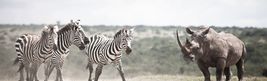 5 Days, 4 Nights Samburu, Solio Conservancy and Ol Pejeta Safari