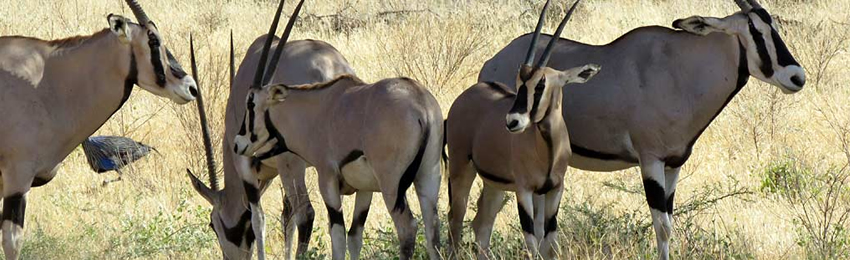 5 Days, 4 Nights Samburu, Solio Conservancy and Ol Pejeta Safari