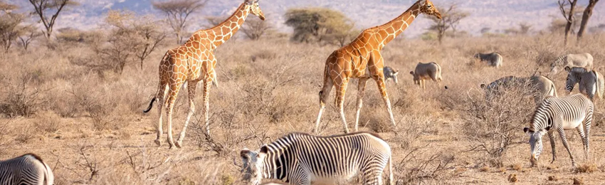 5 Days Samburu National Reserve and Ol Pejeta Conservancy package