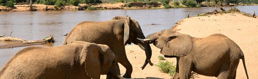 5 Days Samburu National Reserve and Ol Pejeta Conservancy package