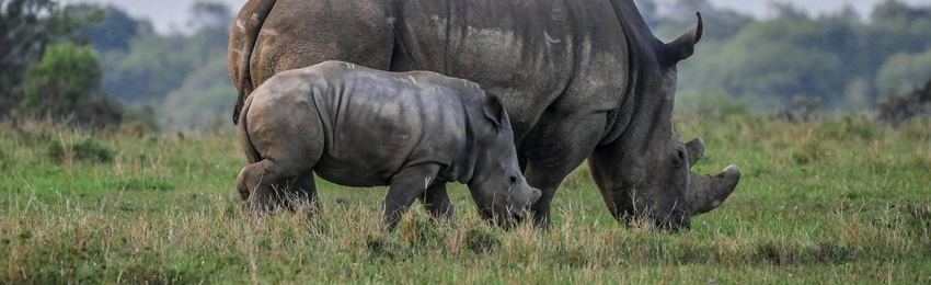 5 Days Samburu National Reserve and Ol Pejeta Conservancy package