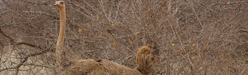 5 Days Samburu National Reserve and Ol Pejeta Conservancy package