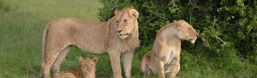 6-Day Lake Bogoria, Nakuru, Naivasha and Masai Mara Safari