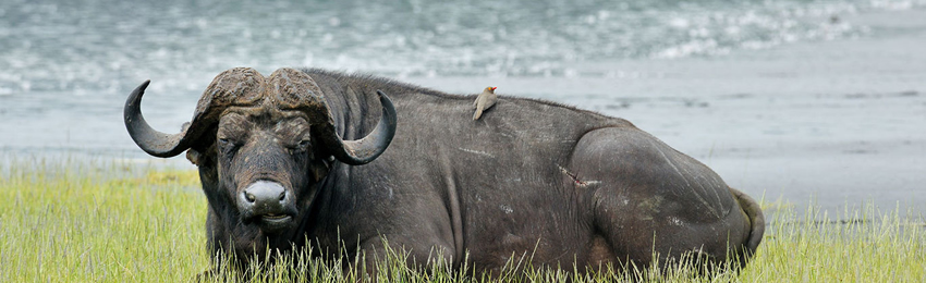 6-Day Lake Bogoria, Nakuru, Naivasha and Masai Mara Safari