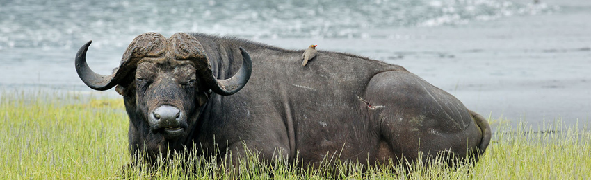 7 Days Masai Mara, Lake Nakuru, Samburu & Ol Pejeta Conservanc