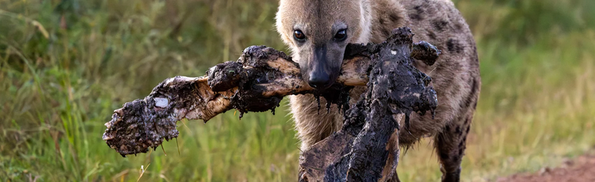 7 Days Masai Mara, Lake Nakuru, Samburu & Ol Pejeta Conservanc