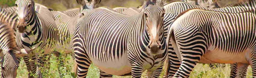 7 Days Masai Mara, Lake Nakuru, Samburu & Ol Pejeta Conservanc