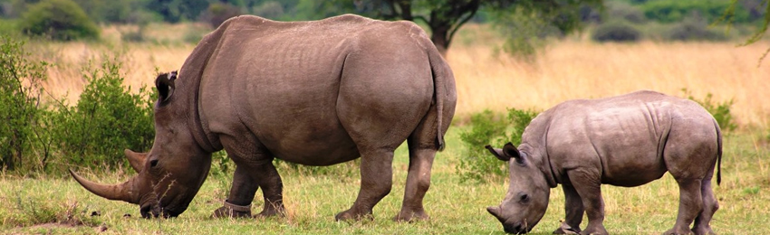 7 Days Masai Mara, Lake Nakuru, Samburu & Ol Pejeta Conservanc