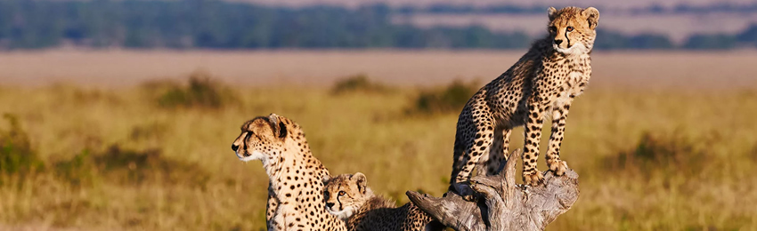 8 Days Masai Mara, Lake Nakuru, Amboseli, Tsavo East, Tsavo West & Beach Holiday