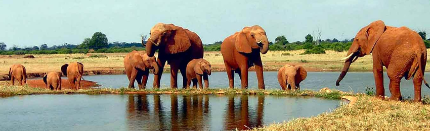 8 Days Masai Mara, Lake Nakuru, Amboseli, Tsavo East, Tsavo West & Beach Holiday