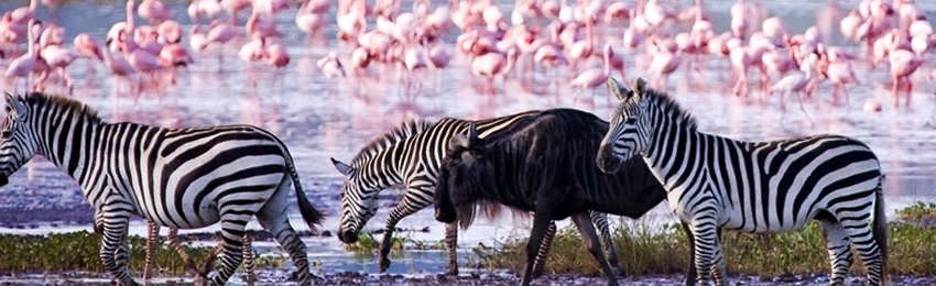8 Days Masai Mara, Lake Nakuru, Amboseli, Tsavo East, Tsavo West & Beach Holiday