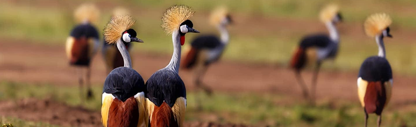 8 Days Masai Mara, Lake Nakuru, Amboseli, Tsavo East, Tsavo West & Beach Holiday